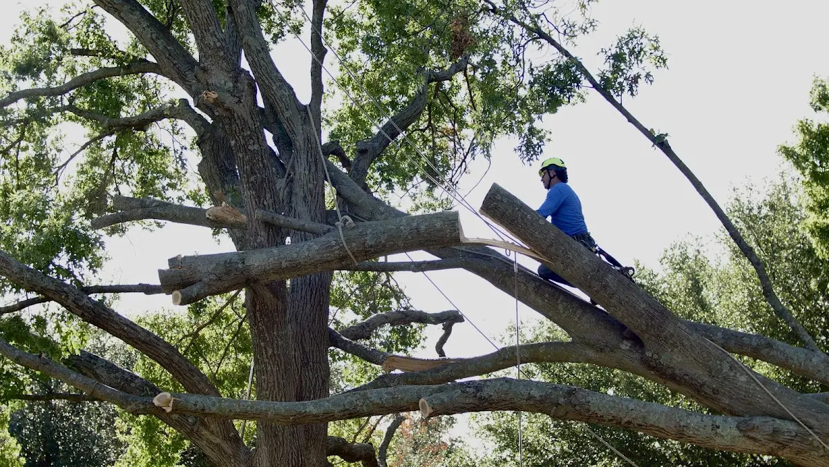 Professional Hazardous Tree Removal performed by certified arborists in West Groton