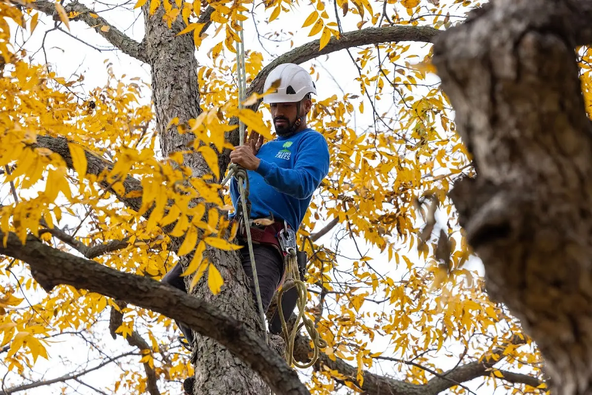 Skilled Tree Transplanting crew working in West Groton