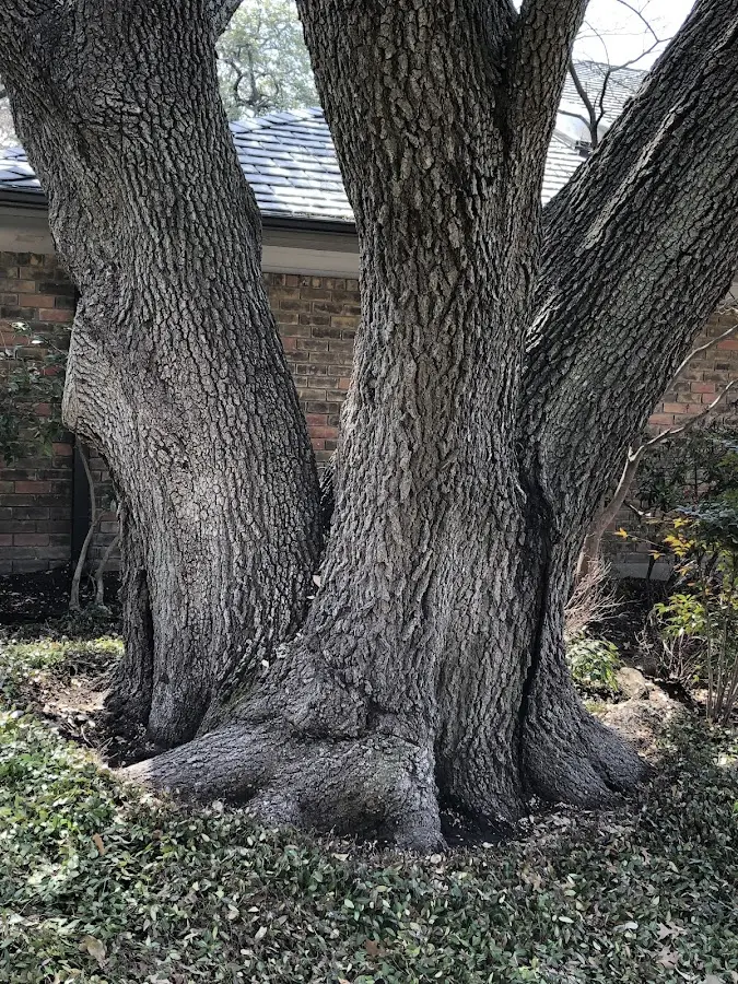 Mature heritage tree close to a West Groton property cared for by certified arborists